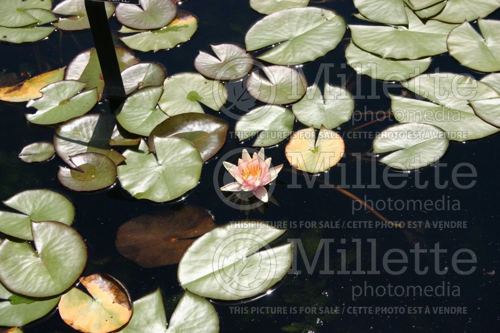 Nymphaea Sioux (Water Lily) 1