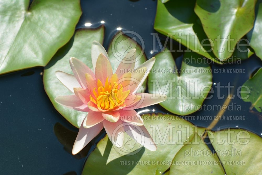 Nymphaea Sioux (Water Lily) 2