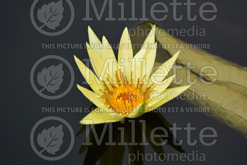 Nymphaea St-Louis Gold (Water lily) 1