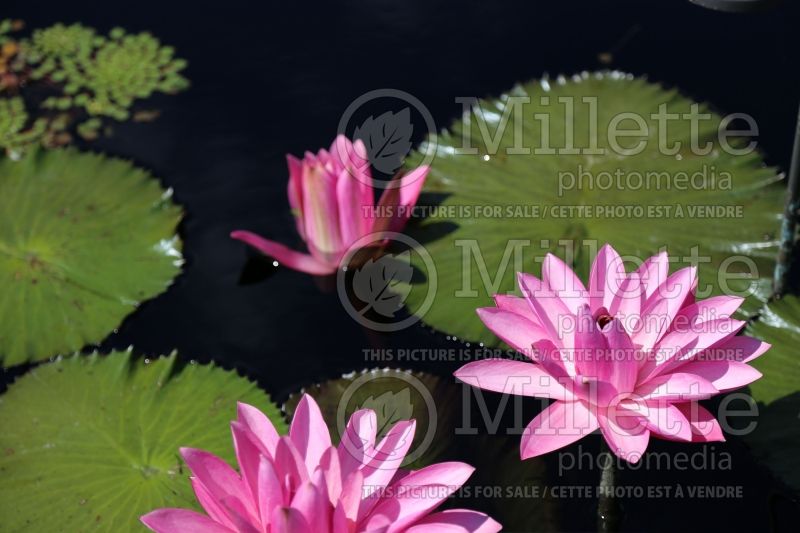 Nymphaea Sturtevantii (Water lily) 1