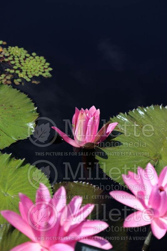 Nymphaea Sturtevantii (Water lily) 2