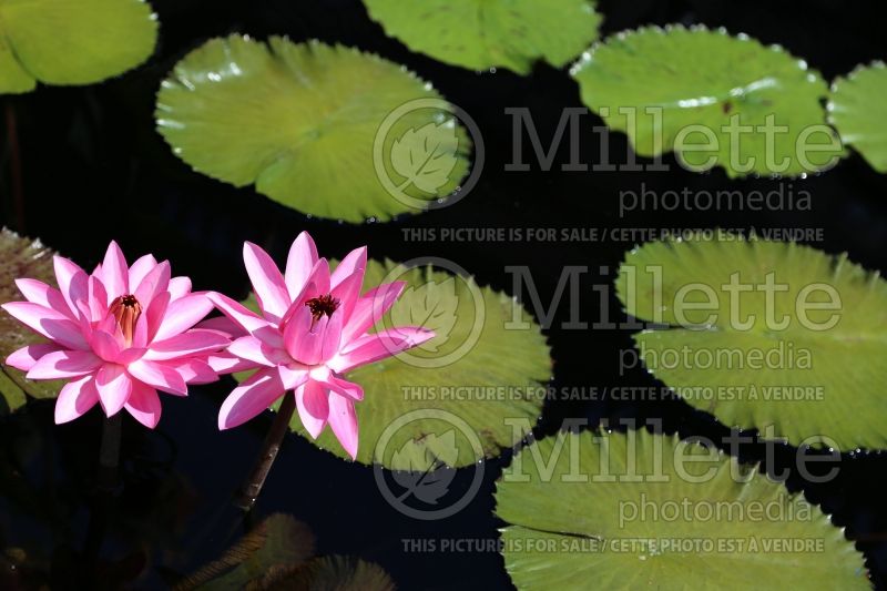 Nymphaea Sturtevantii (Water lily) 3