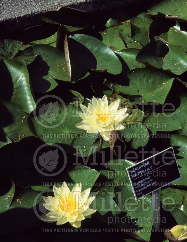Nymphaea Texas Dawn (Water lily) 1