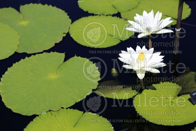 Nymphaea Trudy Slocum (Water lily) 1