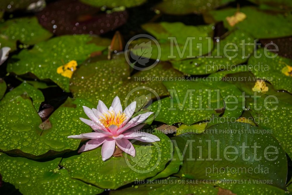Nymphaea Attraction (Water lily) 4