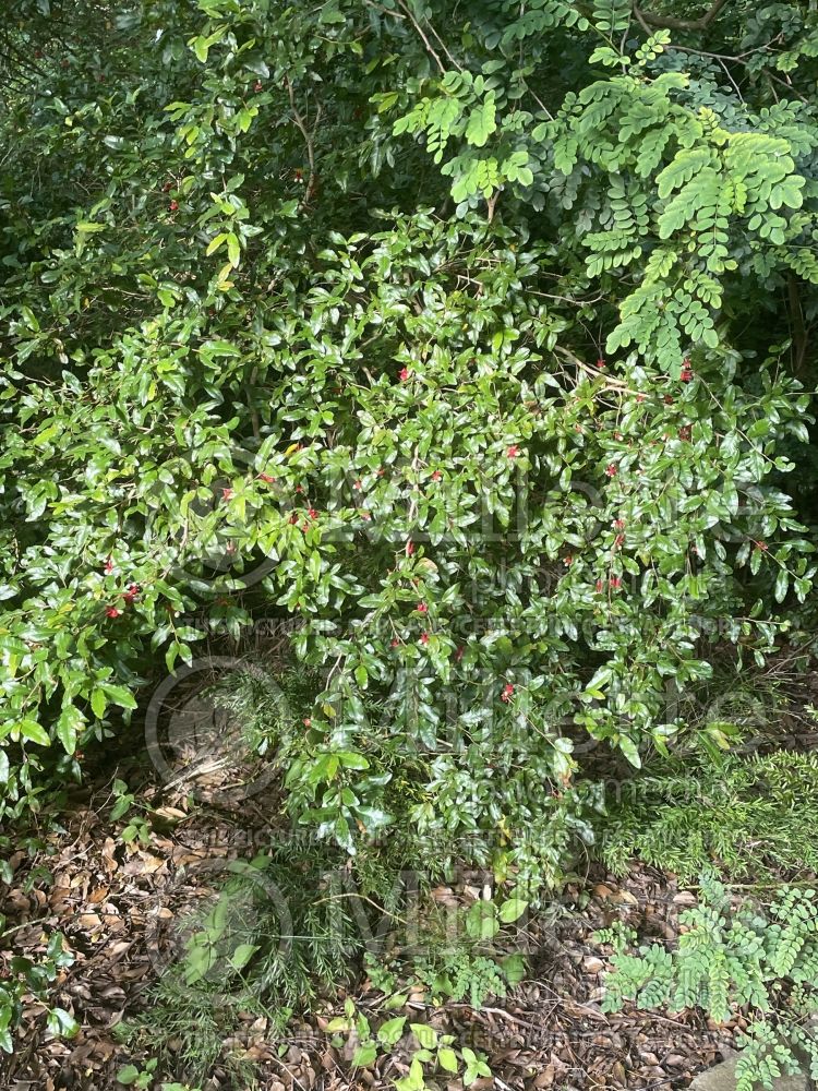 Ochna serrulata (Mickey Mouse plant or carnival bush) 1