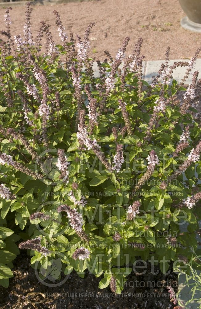 Ocimum African Blue (Basil) 1 