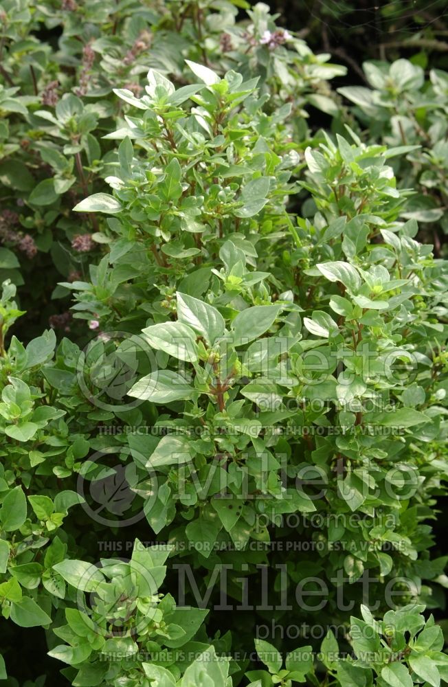 Ocimum Aussie Sweetie (Sweet Basil herb) 2 