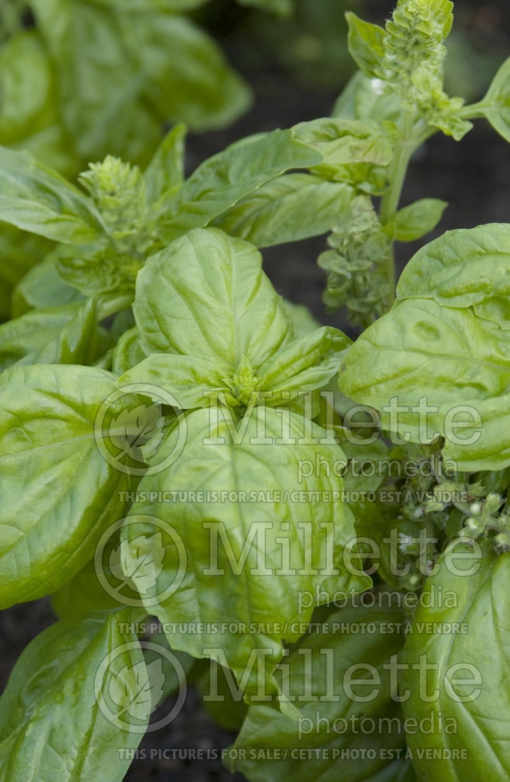 Ocimum basilicum (Basil herb) 4