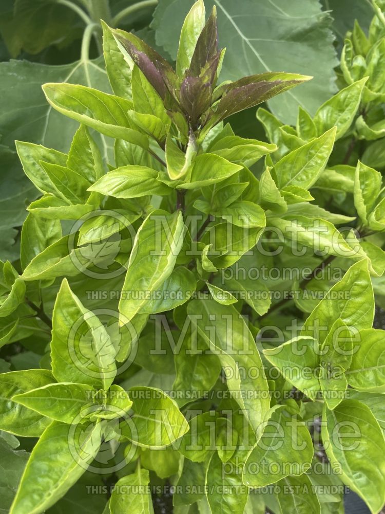 Ocimum Cardinal (Basil) 2 