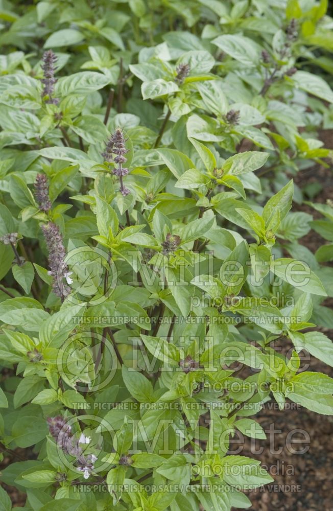 Ocimum Cinnamon (Basil) 1 