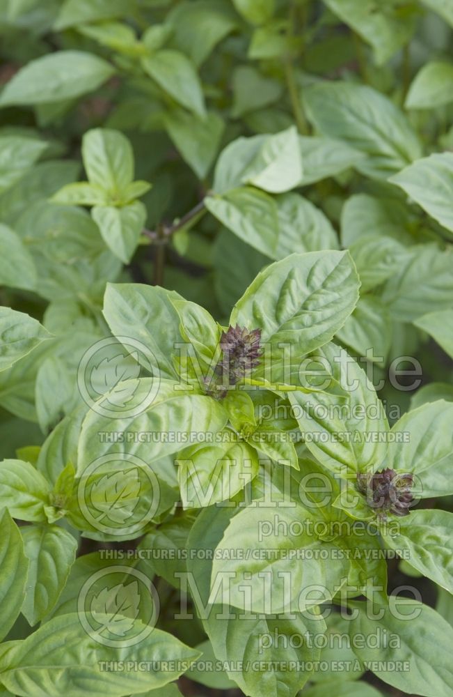 Ocimum Cinnamon (Basil) 2 