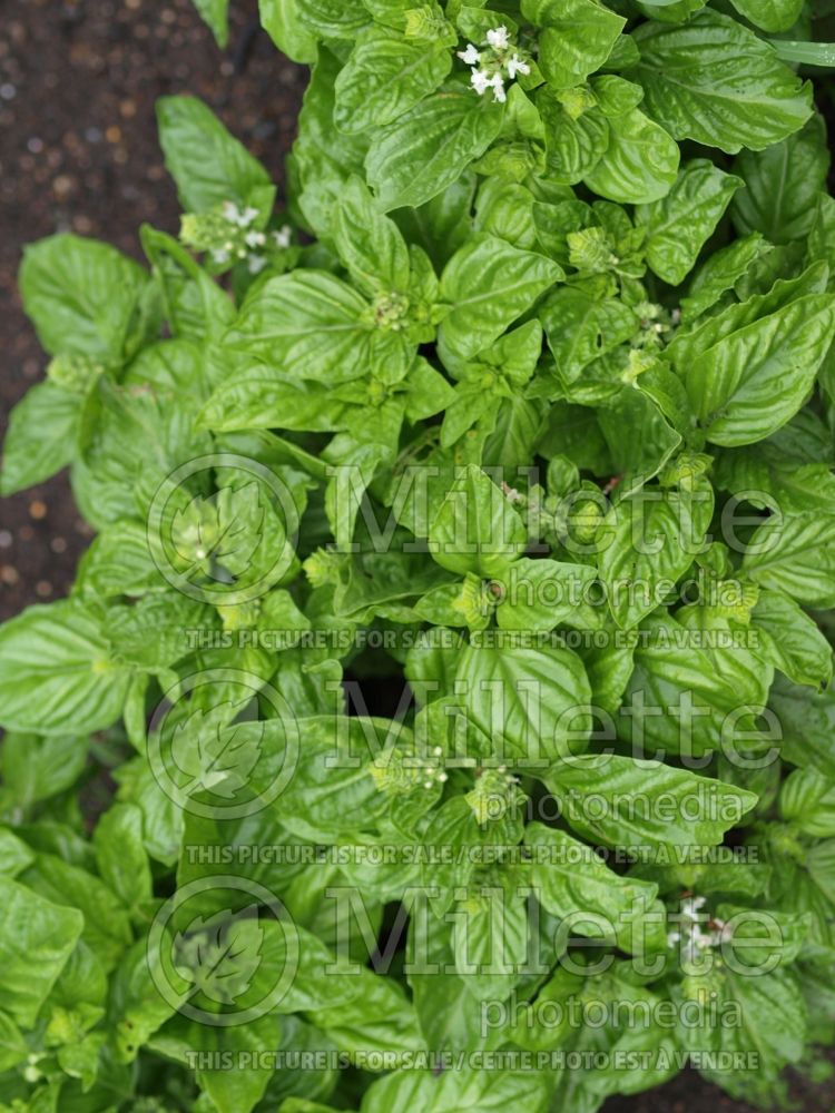 Ocimum Crispum (Basil) 1 