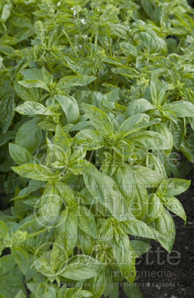 Ocimum Geant Vert (Sweet Basil herb) 2 