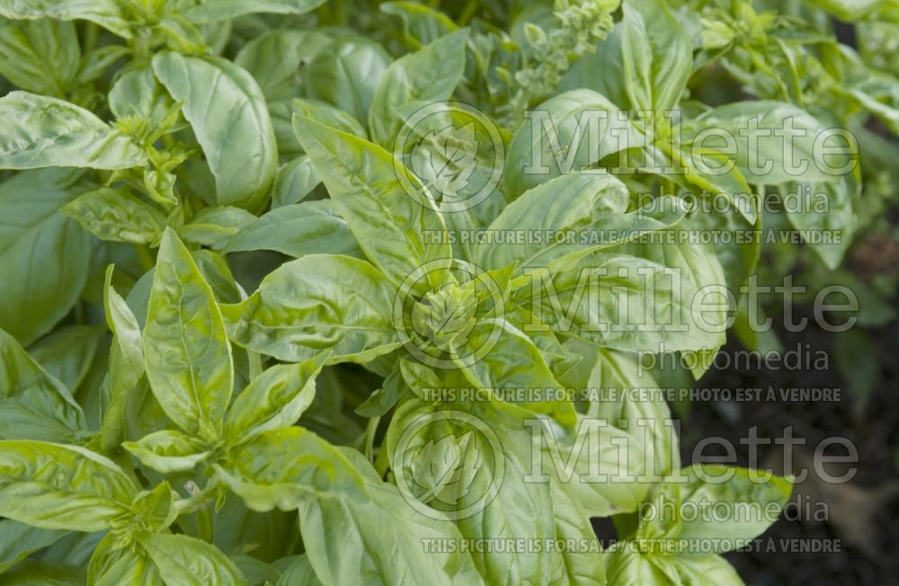 Ocimum Geant Vert (Sweet Basil herb) 1 