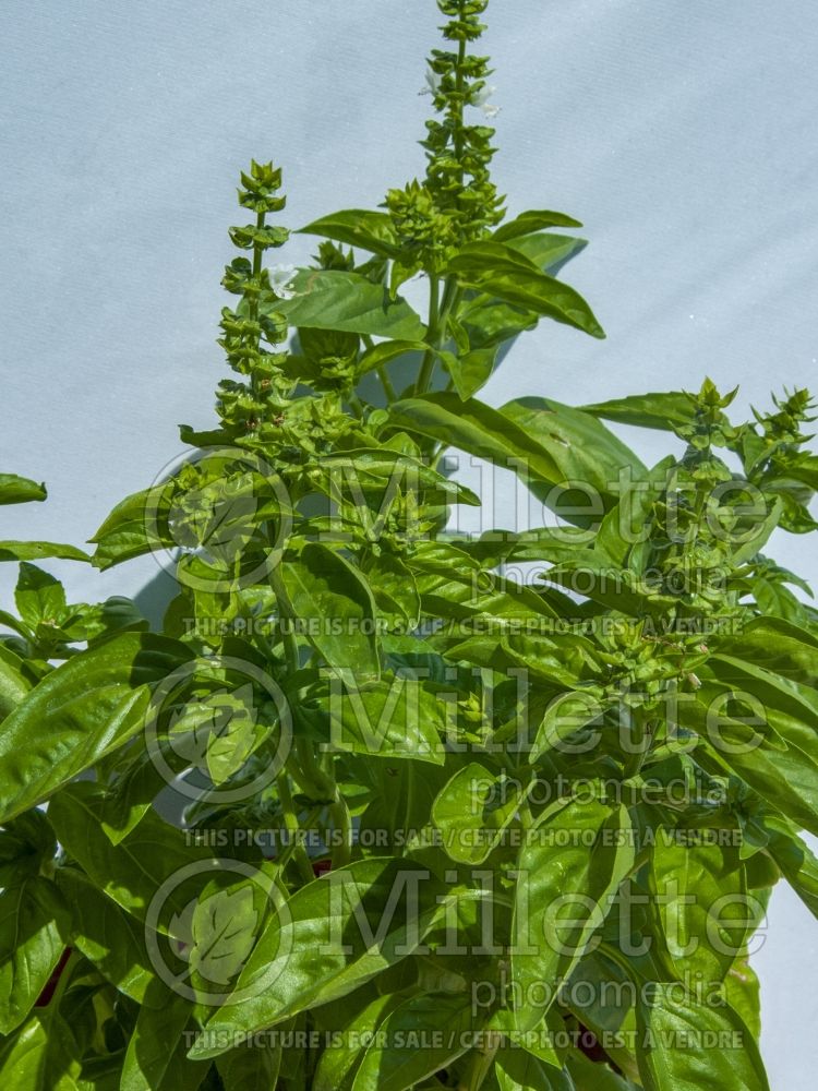Ocimum Genovese (Basil herb - basilic) 8