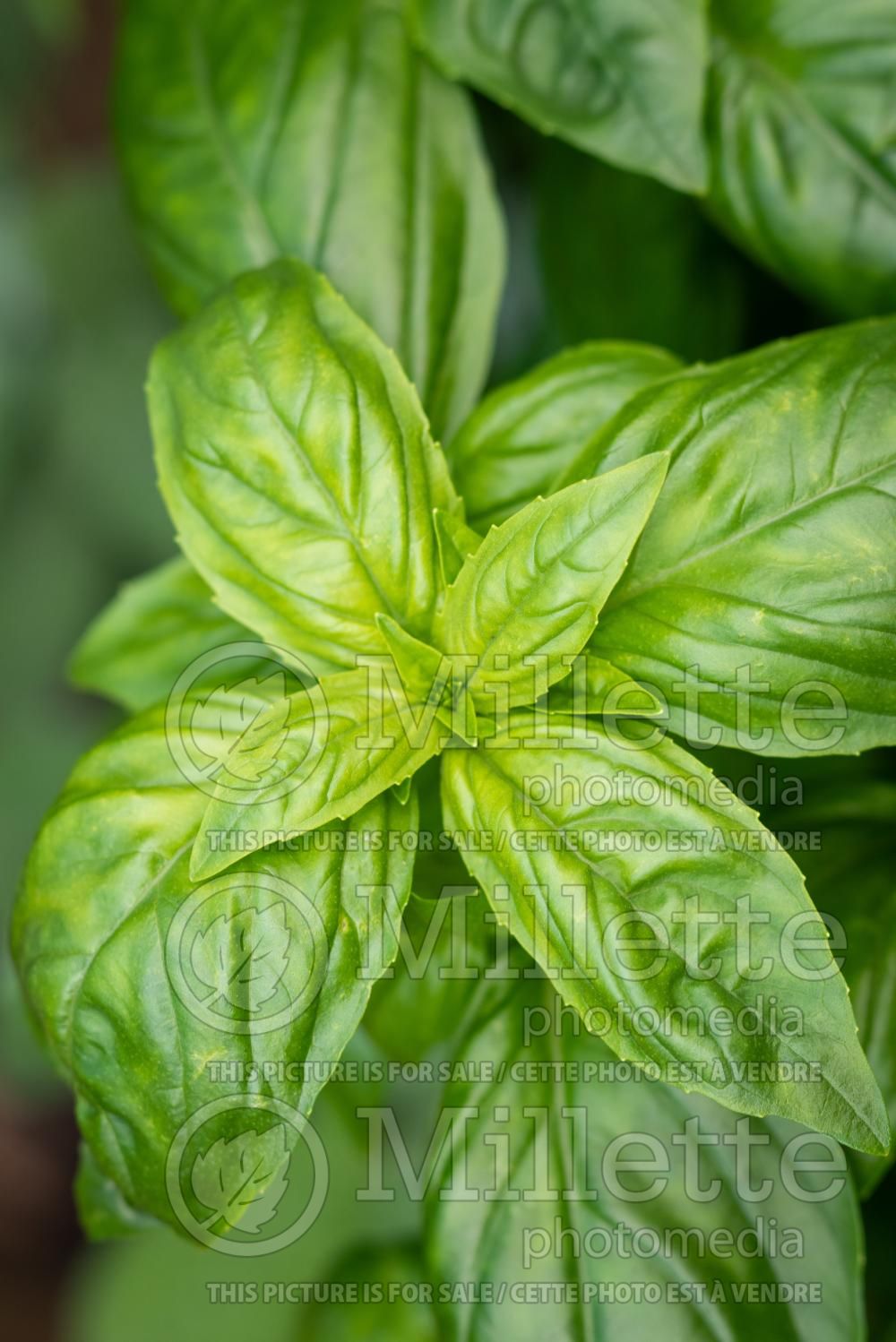 Ocimum Genovese (Basil herb - basilic) 11