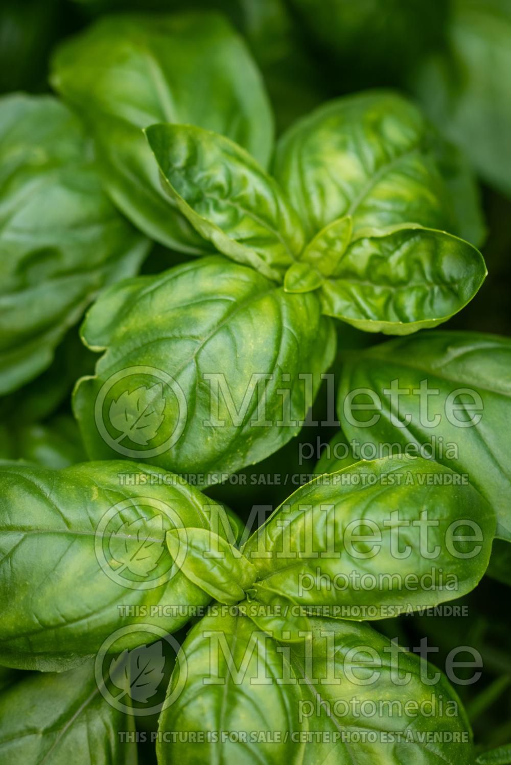Ocimum Genovese (Basil herb - basilic) 12