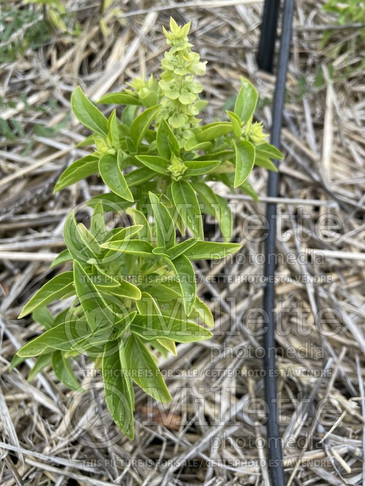 Ocimum Marseillais (Basil) 1 