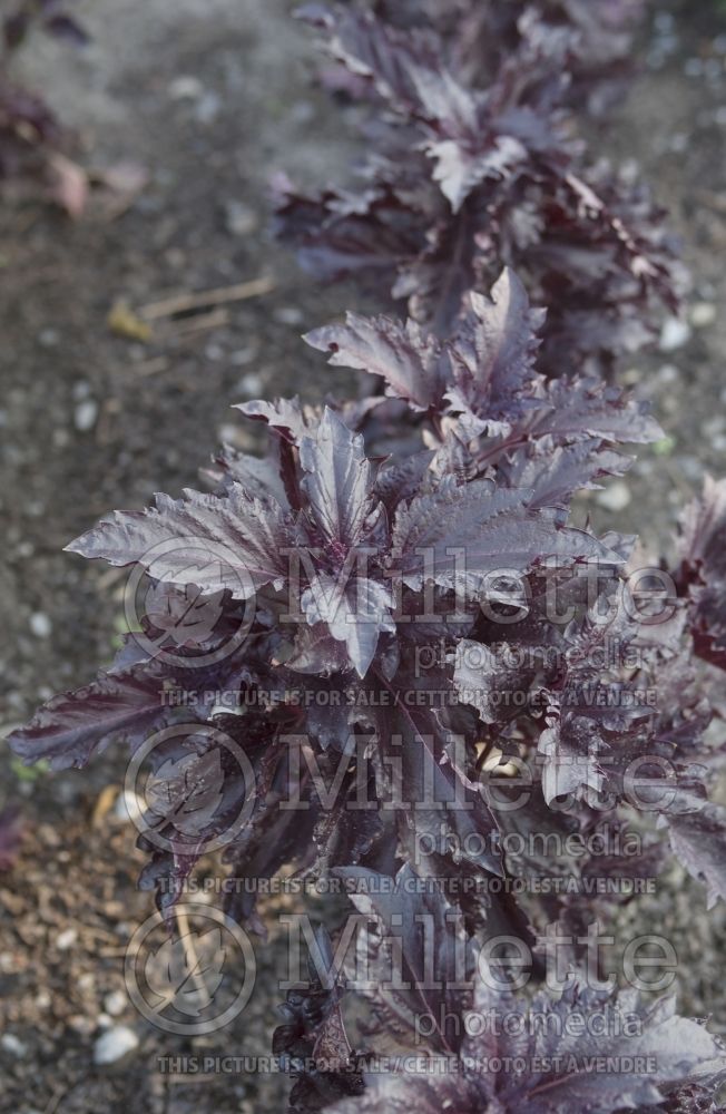 Ocimum Purple Ruffles (Basil) 5 