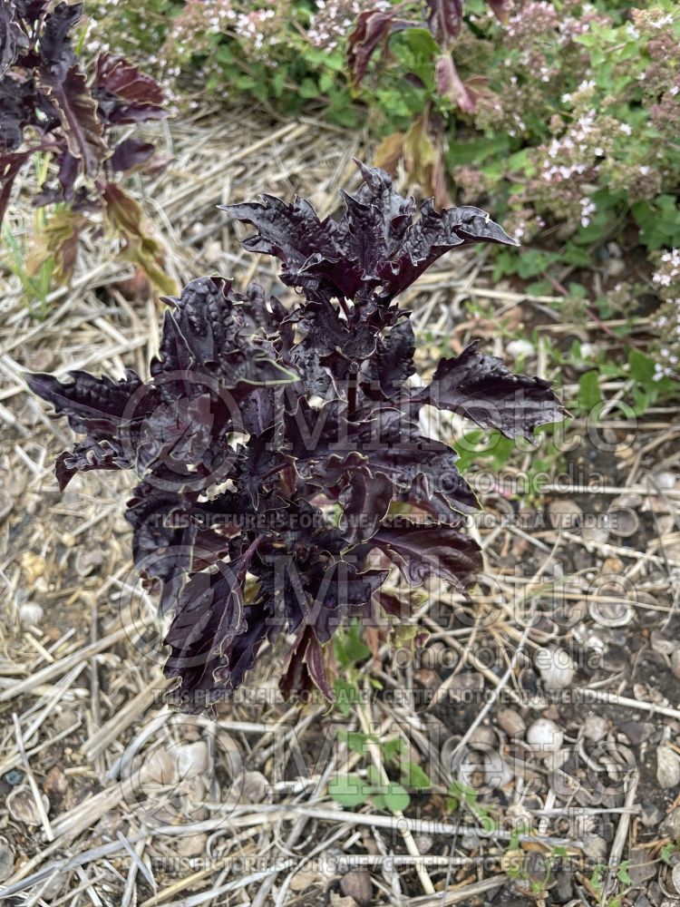 Ocimum Purple Ruffles (Basil) 3 