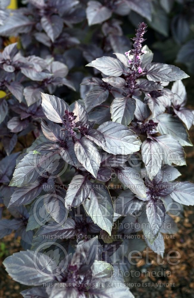 Ocimum Red Rubin (Basil) 7 