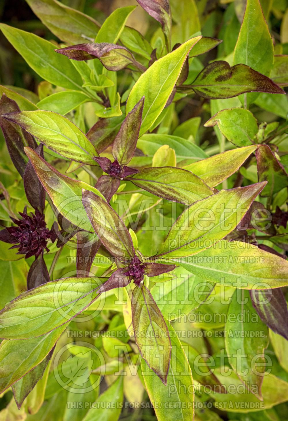 Ocimum Siam Queen (Basil) 4