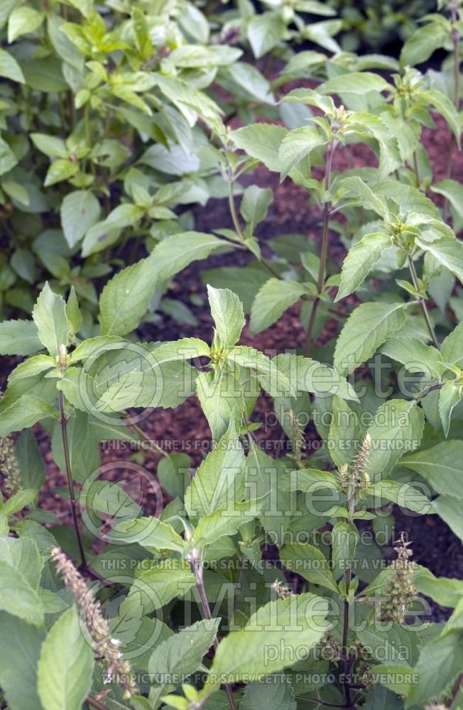 Ocimum gratissimum (Clove Basil) 1 