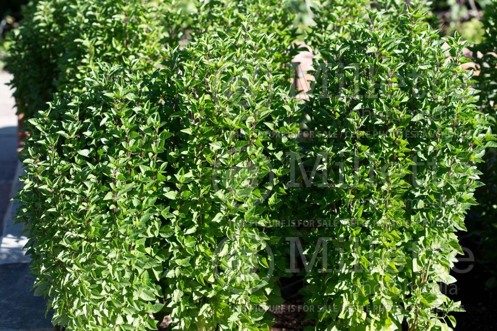 Ocimum Aussie Sweetie (Sweet Basil herb) 1 