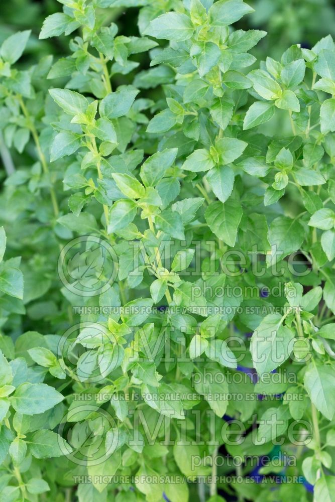 Ocimum Cuban (Basil herb) 1 
