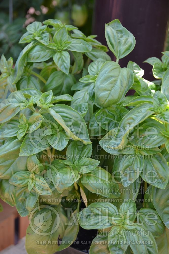 Ocimum Dolce Fresca Sweet (Thai Basil) 2 