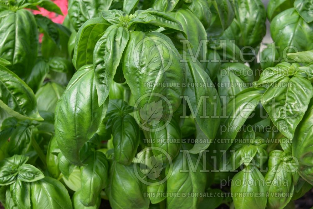 Ocimum Gecofure (Genovese Basil) 1 