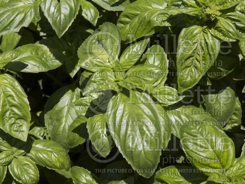 Ocimum Genovese (Basil herb - basilic) 3 