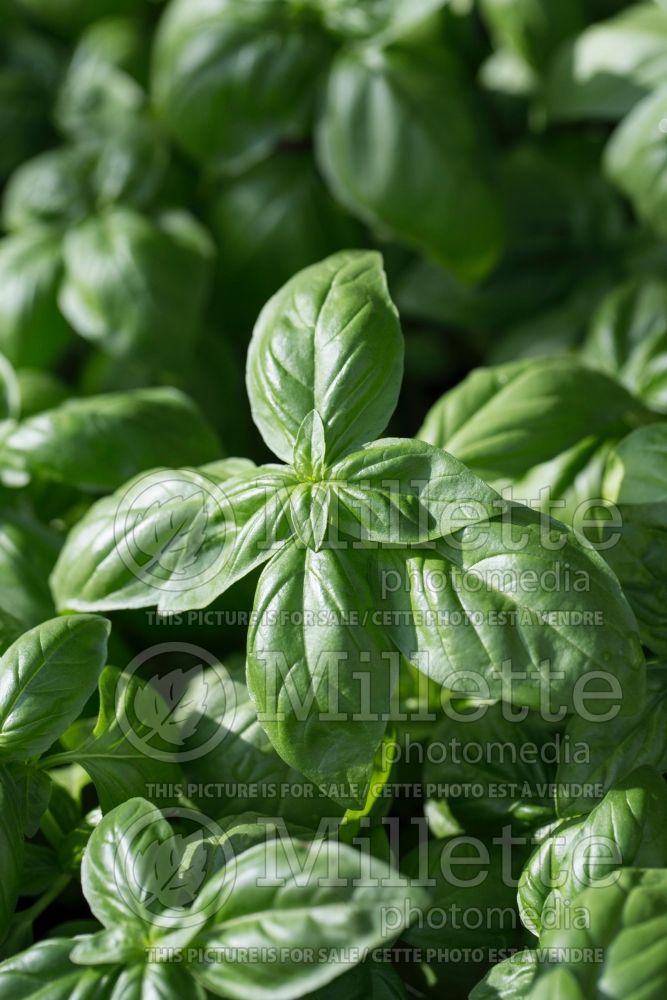 Ocimum Genovese (Basil herb - basilic) 4 