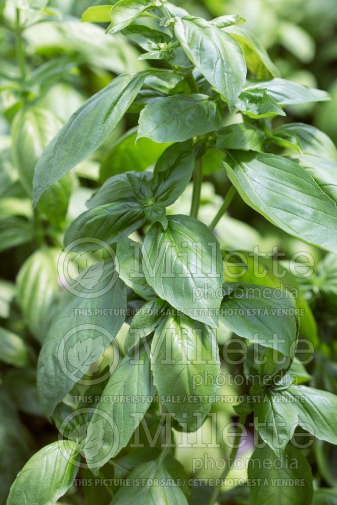 Ocimum Genovese (Basil herb - basilic) 5 