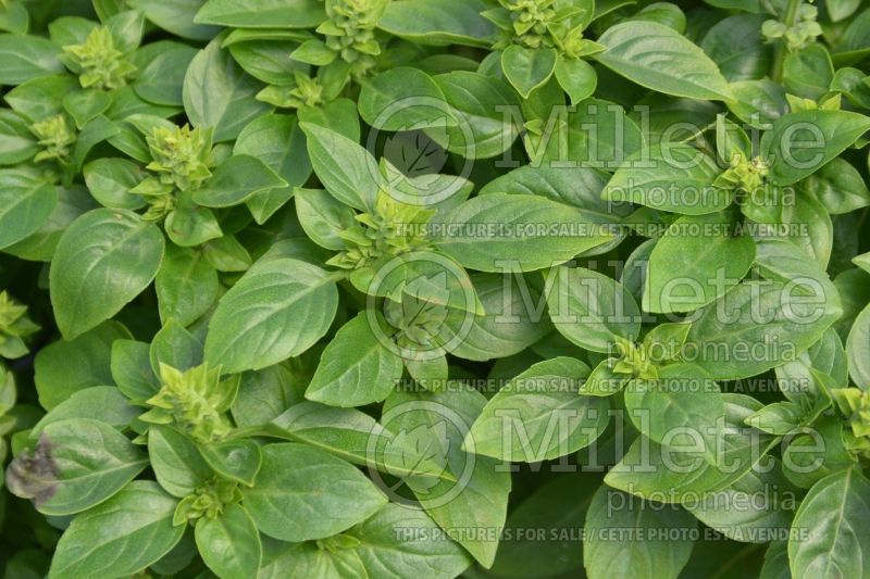 Ocimum Globette (Genovese Basil) 1 