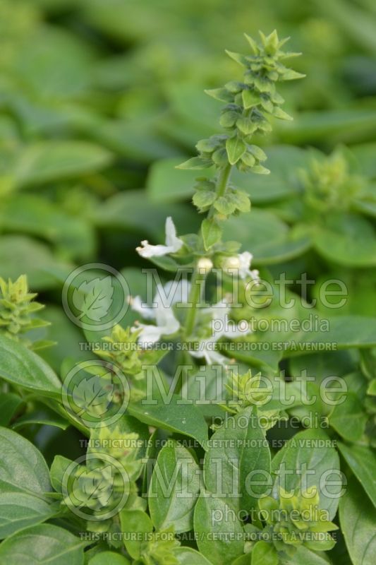 Ocimum Globette (Genovese Basil) 2 