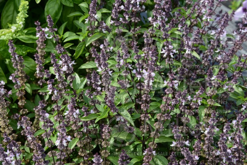 Ocimum Horapha (Thai Basil) 1 