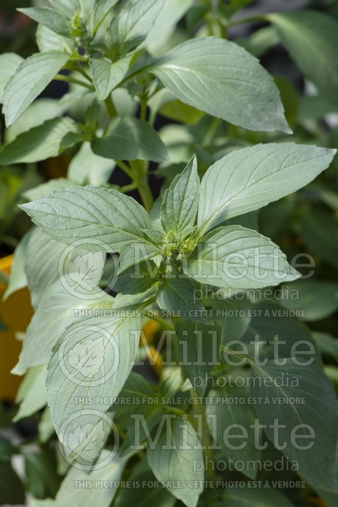 Ocimum Lemon (Basil herb) 1