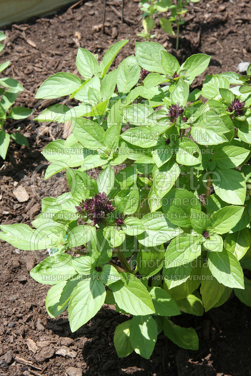 Ocimum Magical Michael (Basil) 1  