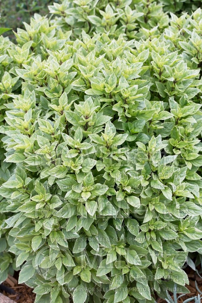 Ocimum Pesto Perpetuo (Basil herb) 1 