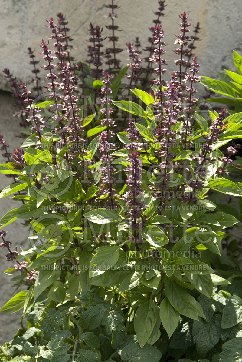 Ocimum Queen of Sheba (Basil) 1 