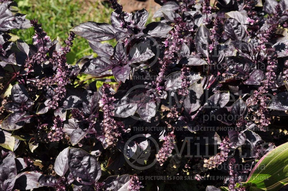 Ocimum Red Rubin (Basil herb) 3