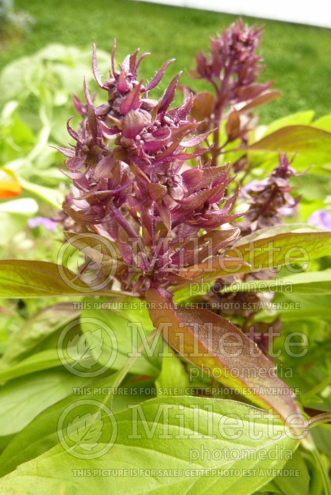 Ocimum Siam Queen (Basil) 1 