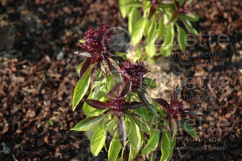 Ocimum Siam Queen (Basil) 2 