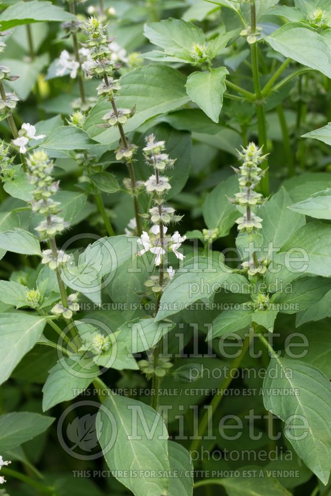 Ocimum Sweet Dani (Basil herb) 1 
