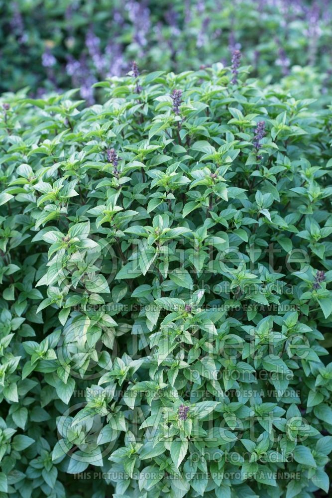 Ocimum Herbalea Habana (Basil herb) 1 