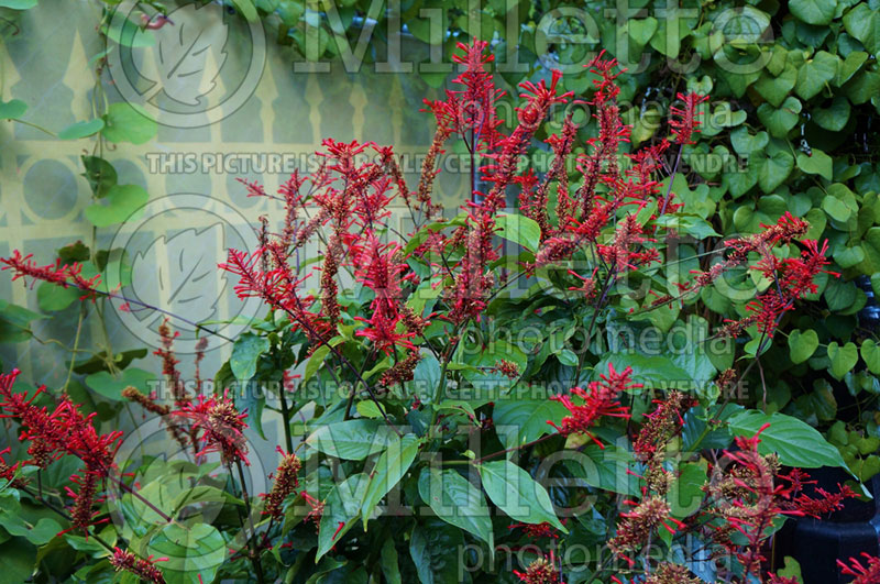 Odontonema strictum (firespike, cardinal guard, scarlet flame) 1