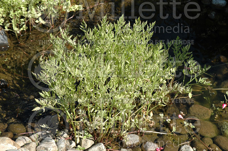 Oenanthe Flamingo (Rainbow water celery) 1