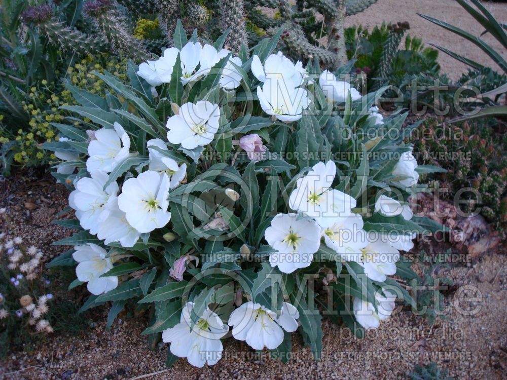 Oenothera caespitosa (tufted evening primrose) 1